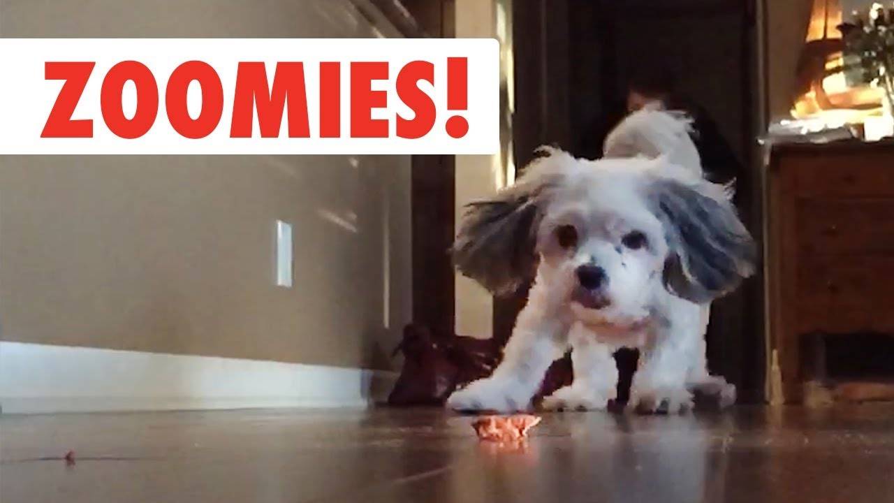 Pet Collective YouTube thumbnail with effective text overlay showing 'Zoomies!'