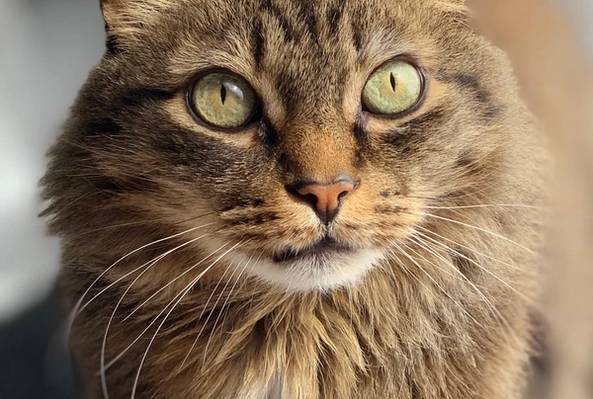 Close-up of a fluffy tabby cat with green eyes looking upward in natural light